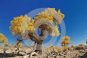 Populus Euphratica Forest