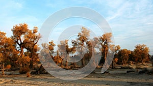 Populus euphratica forest