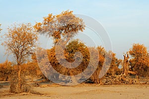 Populus euphratica forest