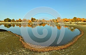 The populus euphratica forest near the river