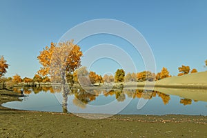 The populus euphratica forest near the river