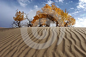 Populus euphratica in Qinghai photo