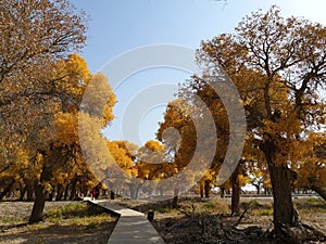 populus euphratica trees