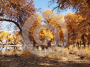 populus euphratica trees