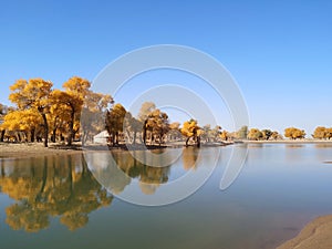 populus euphratica trees