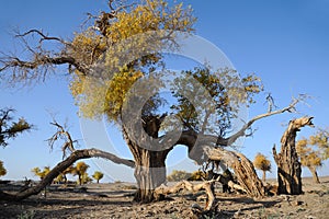 Populus euphratica trees