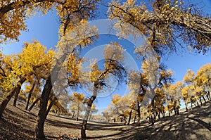Populus euphratica trees