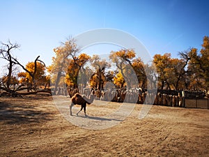 Populus euphratica trees with baby camel