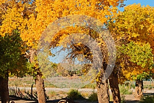 Populus forest