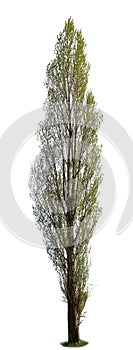 Populus, known also as Poplar tree, isolated on white background
