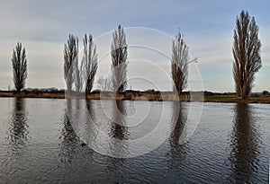 populus nigra italica or black poplar on the shore Elbe forms a beautiful silhouette vertical habitus is reflected on the surface