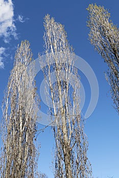 Populus nigra italica tree silhouette