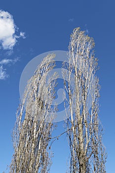 Populus nigra italica tree silhouette