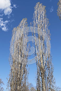 Populus nigra italica tree silhouette