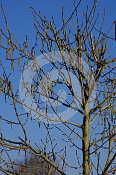 Populus nigra tree with many flowering catkins in the spring sun