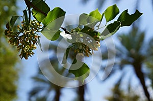 Populus tree blossom