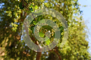 Populus tree blossom