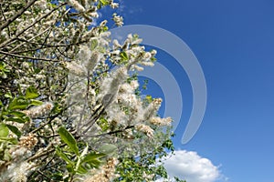 Populus Tremula, also called Aspen, has spread it`s seeds all over the place