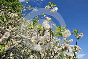 Populus Tremula, also called Aspen, has spread it`s seeds all over the place