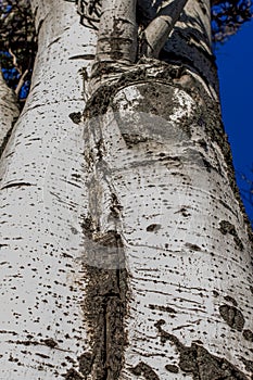 Populus tremula, aspen tree, European aspen or quaking aspen tree