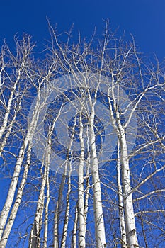 Populus tremula aspen trees at winter, Finland