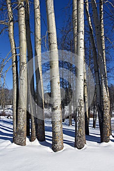 Populus tremula aspen trees at winter, Finland photo