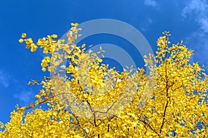 Populus tremula common aspen european aspen quaking