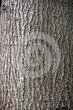 Populus tremula commonly called aspen The trunk of a living tree. bark photo
