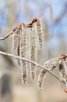 Populus tremula inflorescences on branches