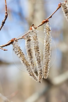 Populus tremula inflorescences on branches