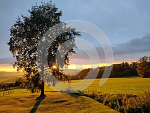 Populus tremula in the sunset (Czech Republic, EU)