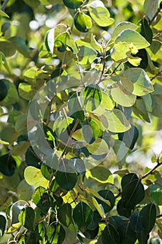 Populus Trichocarpa Leaf - San Bernardino Mtns - 061122