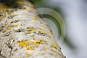 Populus Trunk