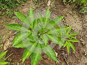 Porang plant Amorphophallus also known as konjac elephant yam konjak, Konjaku, Konnyaku Potato, devil tongue, voodoo lily