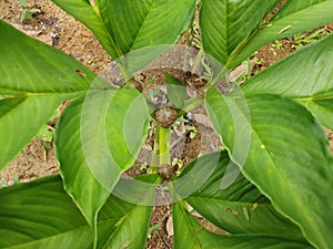 Porang plant Amorphophallus also known as konjac elephant yam konjak, Konjaku, Konnyaku Potato, devil tongue, voodoo lily