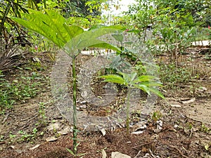 Porang plant Amorphophallus also known as konjac elephant yam konjak, Konjaku, Konnyaku Potato, devil tongue, voodoo lily