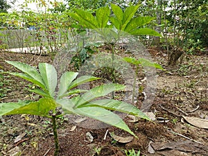 Porang plant Amorphophallus also known as konjac elephant yam konjak, Konjaku, Konnyaku Potato, devil tongue, voodoo lily