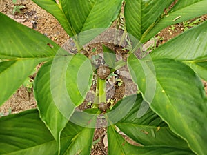 Porang plant Amorphophallus also known as konjac elephant yam konjak, Konjaku, Konnyaku Potato, devil tongue, voodoo lily photo
