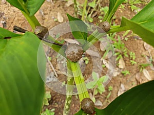 Porang plant Amorphophallus also known as konjac elephant yam konjak, Konjaku, Konnyaku Potato, devil tongue, voodoo lily photo