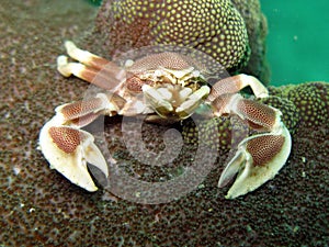 Porcelain Anemone Crab - Neopetrolisthes maculatu