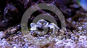 Porcelain Anemone Crab Neopetrolisthes ohshimai