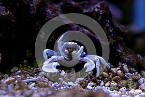 Porcelain Anemone Crab Neopetrolisthes ohshimai