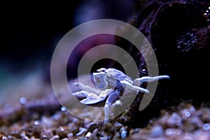 Porcelain Anemone Crab Neopetrolisthes ohshimai