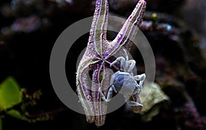 Porcelain Anemone Crab Neopetrolisthes ohshimai