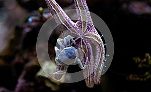 Porcelain Anemone Crab Neopetrolisthes ohshimai