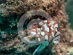 Porcelain Anemone Crab at sea anemone