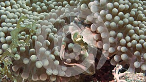 A porcelain anemone crab sitting on an anemone
