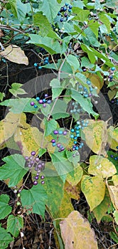 Porcelain berries growing wildly on the banks of a Pittsburgh River