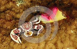 Porcelain Crab