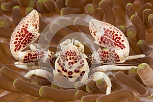 Porcelain crab in an anemone